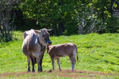 43 Appennino: Dal Passo di Cirone al Cerreto