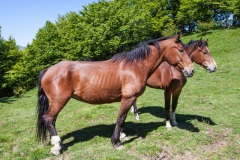 45  Appennino: Dal Passo di Cirone al Cerreto