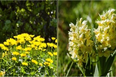 49 - Appennino: Dal Passo di Cirone al Cerreto