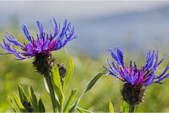 50 Appennino: Dal Passo di Cirone al Cerreto