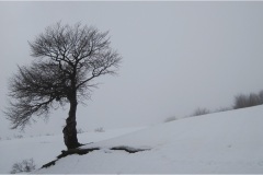 55 - Appennino: Dal Passo di Cirone al Cerreto