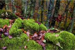 57- Appennino -Dal Passo di Cirone al passo del Cerreto
