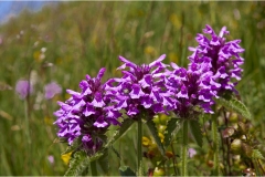 60- Appennino - Dal Monte tondo alla Focerella