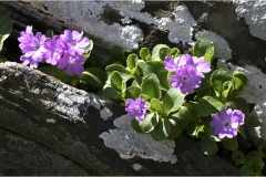 80. - Appennino -Dal Passo di Cirone al passo del Cerreto Primula-Apennina