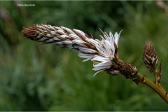 Appennino dal Cirone al Cerreto - Asfodelo-HD