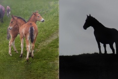 - Appennino -Dal Passo di Cirone al passo del Cerreto -