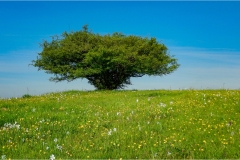 - Appennino -Dal Passo di Cirone al passo del Cerreto-