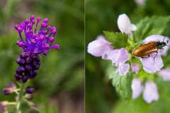 - Appennino -Dal Passo di Cirone al passo del Cerreto - 