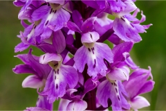 - Appennino -Dal Passo di Cirone al passo del Cerreto - Orchidee-a-Logarghena