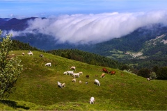 - Appennino -Dal Passo di Cirone al passo del Cerreto -