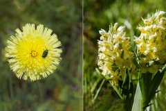 - Appennino -Dal Passo di Cirone al passo del Cerreto