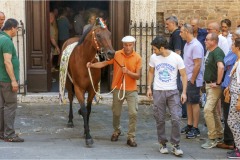  Armi e  armature al palio di Siena A.D. 2015