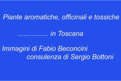 Aromatiche - Officinali - Tossiche in Toscana