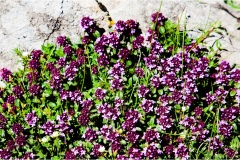 Piante Aromatiche-Officinali-Tossiche in Toscana
