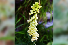 14-DigitalisPiante Aromatiche-Officinali-Tossiche in Toscana-lutea