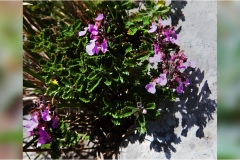 Piante Aromatiche-Officinali-Tossiche in Toscana