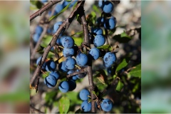 Piante Aromatiche-Officinali-Tossiche in Toscana