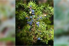 Piante Aromatiche-Officinali-Tossiche in Toscana