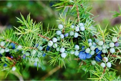 Piante Aromatiche-Officinali-Tossiche in Toscana
