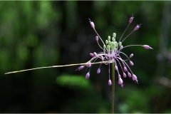 Piante Aromatiche-Officinali-Tossiche in Toscana