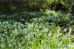 Piante Aromatiche-Officinali-Tossiche in Toscana