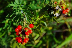 Piante Aromatiche-Officinali-Tossiche in Toscana