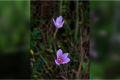 Piante Aromatiche-Officinali-Tossiche in Toscana