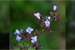 3Piante Aromatiche-Officinali-Tossiche in Toscana