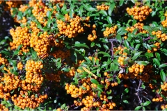 Piante Aromatiche-Officinali-Tossiche in Toscana