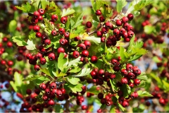 Piante Aromatiche-Officinali-Tossiche in Toscana