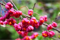 Piante Aromatiche-Officinali-Tossiche in Toscana