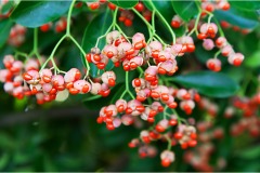 Piante Aromatiche-Officinali-Tossiche in Toscana
