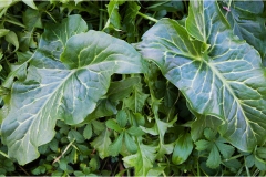 Piante Aromatiche-Officinali-Tossiche in Toscana