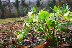 Piante Aromatiche-Officinali-Tossiche in Toscana
