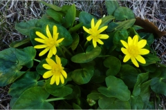 Piante Aromatiche-Officinali-Tossiche in Toscana