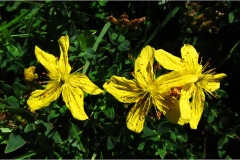 Piante Aromatiche-Officinali-Tossiche in Toscana