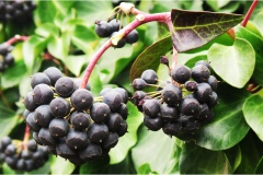 Piante Aromatiche-Officinali-Tossiche in Toscana