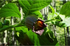 Piante Aromatiche-Officinali-Tossiche in Toscana