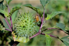 Piante Aromatiche-Officinali-Tossiche in Toscana