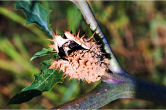 Piante Aromatiche-Officinali-Tossiche in Toscana