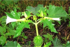 Piante Aromatiche-Officinali-Tossiche in Toscana