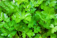 Piante Aromatiche-Officinali-Tossiche in Toscana