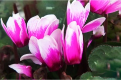 Piante Aromatiche-Officinali-Tossiche in Toscana