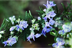 Piante Aromatiche-Officinali-Tossiche in Toscana