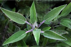 Piante Aromatiche-Officinali-Tossiche in Toscana