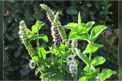 Piante Aromatiche-Officinali-Tossiche in Toscana