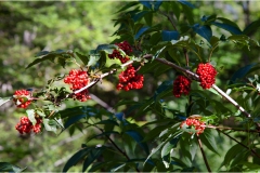 Piante Aromatiche-Officinali-Tossiche in Toscana