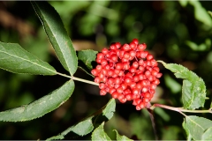 Piante Aromatiche-Officinali-Tossiche in Toscana