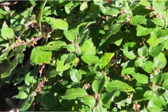 Piante Aromatiche-Officinali-Tossiche in Toscana