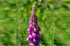 Piante Aromatiche-Officinali-Tossiche in Toscana